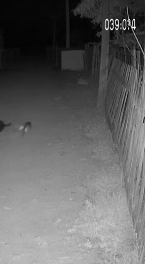 14K views · 43 reactions | Surprins de camerele de supraveghere: Leopard vs Câine - Întâlnire nocturnă șocantă! #romania #LeopardAttack #CCTVFottage #WildlifeEncounter #NatureIsWild #ShockingMoment #PredatorVsPrey #SecurityCamera #ViralVideo #RealFootage #AnimalAttack #DogLife #BigCats #NightVision #unbelievable | Fish Catching | Facebook