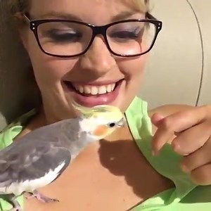 8.2M views · 124K reactions | How could you not love these sweet birds?  | Try Not to Laugh | Facebook