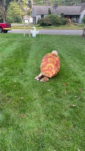 Young Turtle Enthusiast's Halloween Costume || ViralHog