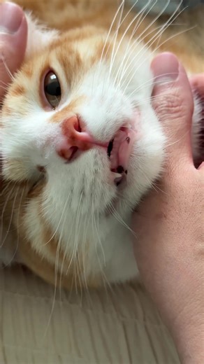 Happy Hump Day! Here’s some ASMR from our Orange pirate! #humpday #catsoftiktok #orangecat #asmr #purrr