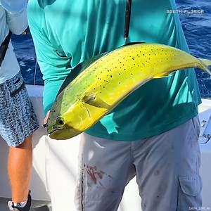 103K views · 1.3K reactions | Catching So MANY Fish on a Fishing Charter #fishingfun #fishingfun #keylargo #floridafishing | South Florida Fishing Channel | Facebook