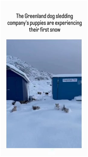 Trend Flow on Instagram: "Trendflow09 - This viral video depicts fluffy Greenlandic sled dog puppies emerging from a kennel in Sisimiut_ Greenland_ to playfully investigate fresh snow for the first time_ showcasing their instinctive Arctic behaviors amid a stark_ wintry landscape.__Greenland dogs trace their lineage to Pleistocene-era Arctic wolves_ with genomic research revealing adaptations like efficient lipid processing for seal-based diets and robust fur for sub-zero temperatures_ aiding th