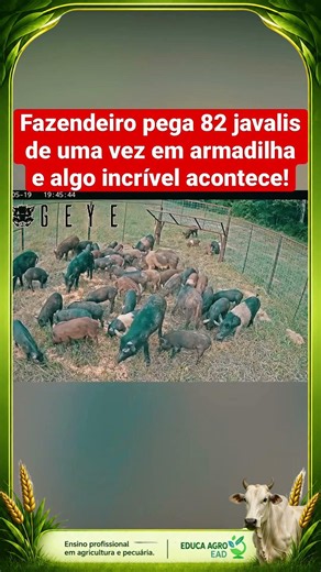 Fazendeiro pega 82 javalis em uma armadilha! #agro #pecuarista #educaagroead #gado