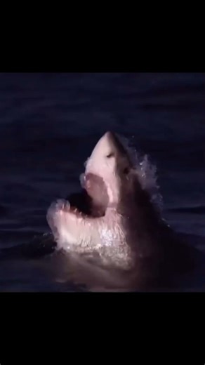 Weltweit anerkannt der potenteste Pre-Workout Booster!