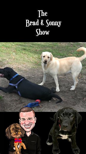 Lab/Pointer Pup Goes Wild with Golden Retriever at Dog Park!