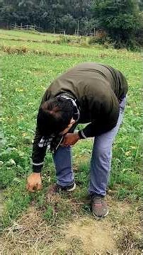 🌱 पौधे प्रोटीन कैसे बनाते हैं? | Nitrogen Fixation in 1 Minute