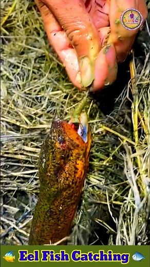 Amazing Eel Fishing By Hook Technique #shorts #fishing #eelfishing #viral