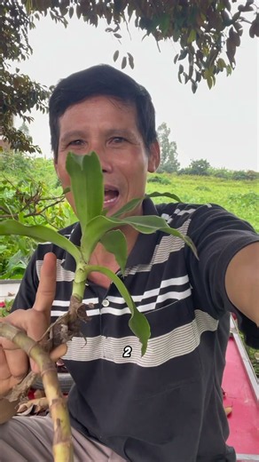 Cây lược vàng có công dụng gì? Những điều bạn nên biết trước khi sử dụng