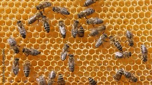 Bees take nectar from honeycomb to transform it into honey. Each bee does some work. Now bees take nectar from honeycombs to transform it into honey.