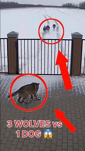 3 Wolves Brutally Attack a Chained Guard Dog | Real CCTV Footage 😱 #shortsvideo #animals