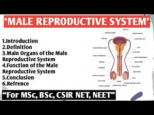 Male Reproductive System | Anatomy of male reproductive organs