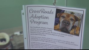 Local animal shelter offers unique adoption program for terminally ill pets