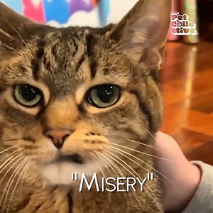 Is your pet this dramatic? We wanna see them! Nominate your pet for a Dorky Award! 💥😹✨https://bit.ly/TPCDorky | The Pet Collective