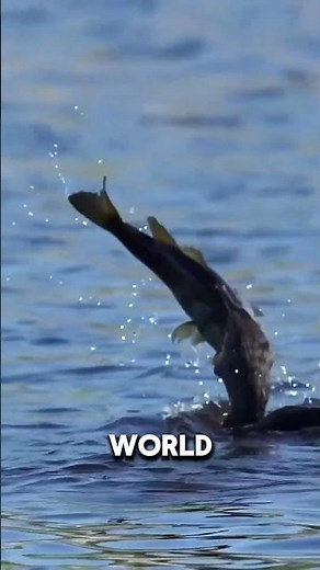 Cormorants – The Underwater Yogis of Bird World