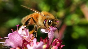 13K views · 1.3K reactions | Happy Spring Equinox to all in the Southern Hemisphere! ☀️ The sun is out, and our bees are buzzing ✨ #flowhive #springequinox #bees #pollination | Flow Hive | Facebook