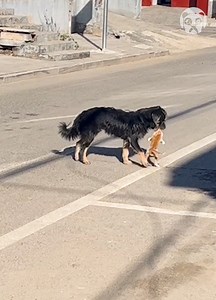 6K views · 22 reactions | Adorable dog helps kitten cross the street | Lady Panda | Facebook