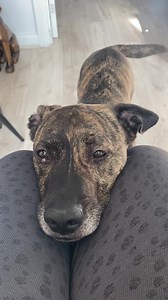 LOOK WHOSE TAIL HASN’T STOPPED! We are so thrilled to say Captain has found a foster home and as you can see he is absolutely thrilled! Captain has gone to stay with former hope dog Scout. Captain and Scout’s human family are big Hope supporters so we couldn’t be happier for him. 🥰 Captain has been the perfect house guest since arriving and so we are hopeful it won’t be long for him to find his forever home! Please visit our website for more information about Captain: www.hoperescue.org.uk/dogs