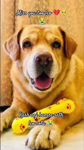 rest in peace 🥺😭😔