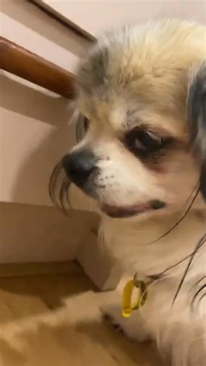 1.3K views · 55 reactions | Tibetan Spaniel | Tibetan Spaniel | Facebook