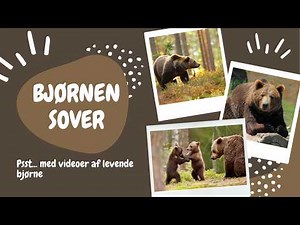 Bjørnen Sover 🐻 Børnesang med levende bjørne | Børnesange på dansk | Børnehulen