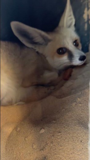 Desert Fox Yelps Loudly From Inside Tire