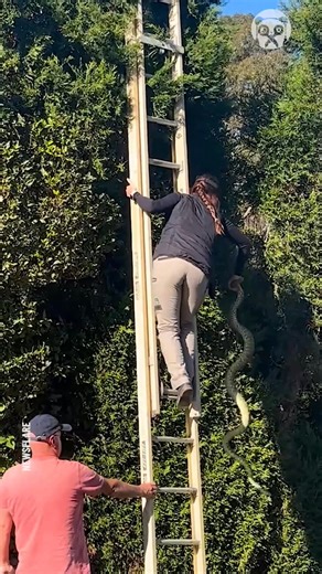 2.3K views | A mom, a dad, a ladder, and a python | Goodlife Productions | Facebook