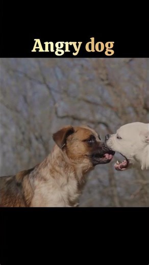 Angery dog 😱