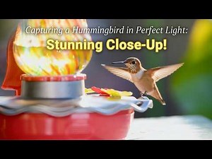 The Most Perfect Hummingbird Shot I’ve Ever Captured