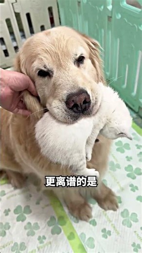 The dog carried away the kitten; turns out it was helping the mother cat take care of her babies 😭