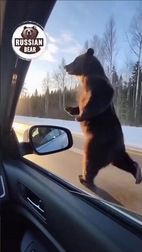 Have You EVER Seen a Bear Run Like THIS? Unbelievable