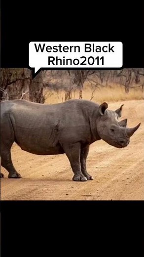 Shocking List of Animals That Went Extinct Recently 🕊️📝