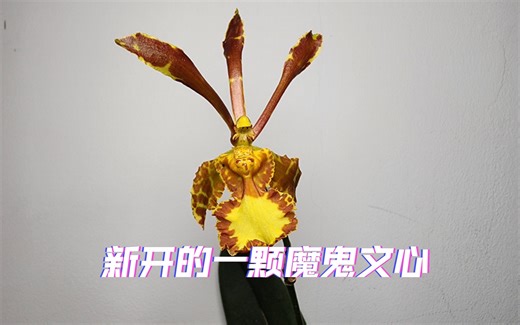 分享一颗初开的原种魔鬼文心 Psychopsis Papilio