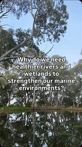 Rivers connect land to sea. Right now to many of South Australia’s rivers are pollution highways. But restore them, create wetlands, remove concrete, protect flows, and they become filters, nurseries, and lifelines for our coast. ⁣ ⁣ Healthy rivers = healthy oceans. | David Speirs