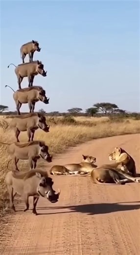 Kasongo back again with Savannah comedy 🤣 | Comedy Videos