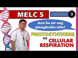 Photosynthesis and Cellular Respiration | Week 8 | SCIENCE 9 - QUARTER 1 (MELC 5)