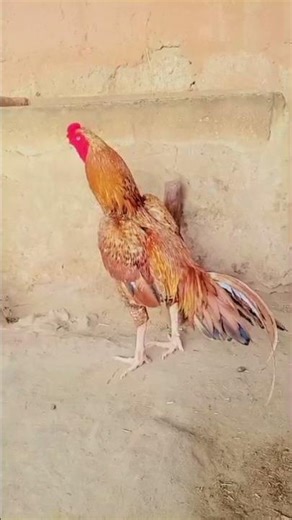 aseel training for fighting #roosterfarm #aseel #birds #chicken #rooster #aseelfighter