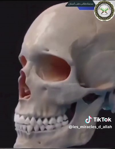 #l_miracl_d #Allah #corps #humain #foryou