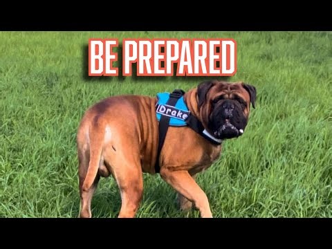 Bullmastiffs Get BIG… Here’s What New Owners MUST Know!