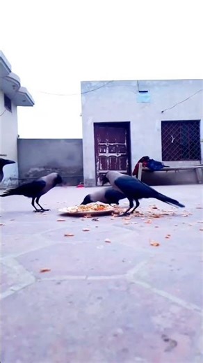 Hear the Haunting Cries of Black Crows📢📣♥️🐦#shorts