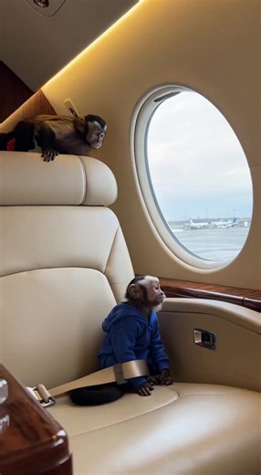 dsb☬ (@dsb_brar)’s videos with original sound - dsb☬