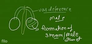 The Reproductive SystemAll living things reproduce to ensure t... | Filo
