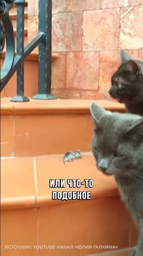Why do cats BRING prey to their owners? #cats #pets #domesticanimals