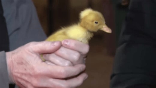 Springtime fun at Indian Ladder Farms: Baby Animal Days are back!