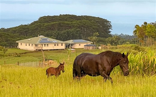 Momma horse killed on Big Island by hunter targeting wild pigs at night | Maui Now