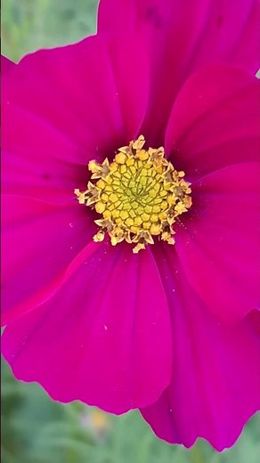 Stunning Pink Autumn Cosmos flowers