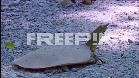 An Eastern Spiny Softshell Turtle In Its Habitat | Premium Stock Video Footage