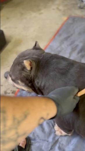 Collecting from Stud MIDAS, American Bully Breeding ABKC