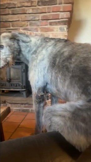 Irish Wolfhound Takes A Seat || ViralHog
