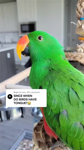 Fascinating Facts About Parrot Tongues and Their Unique Abilities