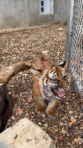 People like to ask us ‘how do you tell the cubs apart?’ and it’s actually pretty easy. Saba, the female cub, is vocal, insistent, and loud. 🔈 Ayaz, the male cub is pensive, quiet, and observant. 🤫 Can you guess which cub this is? 📸: Head Keeper Caitlin #TigerThursday #TigerCubThursday | Sunset Zoo